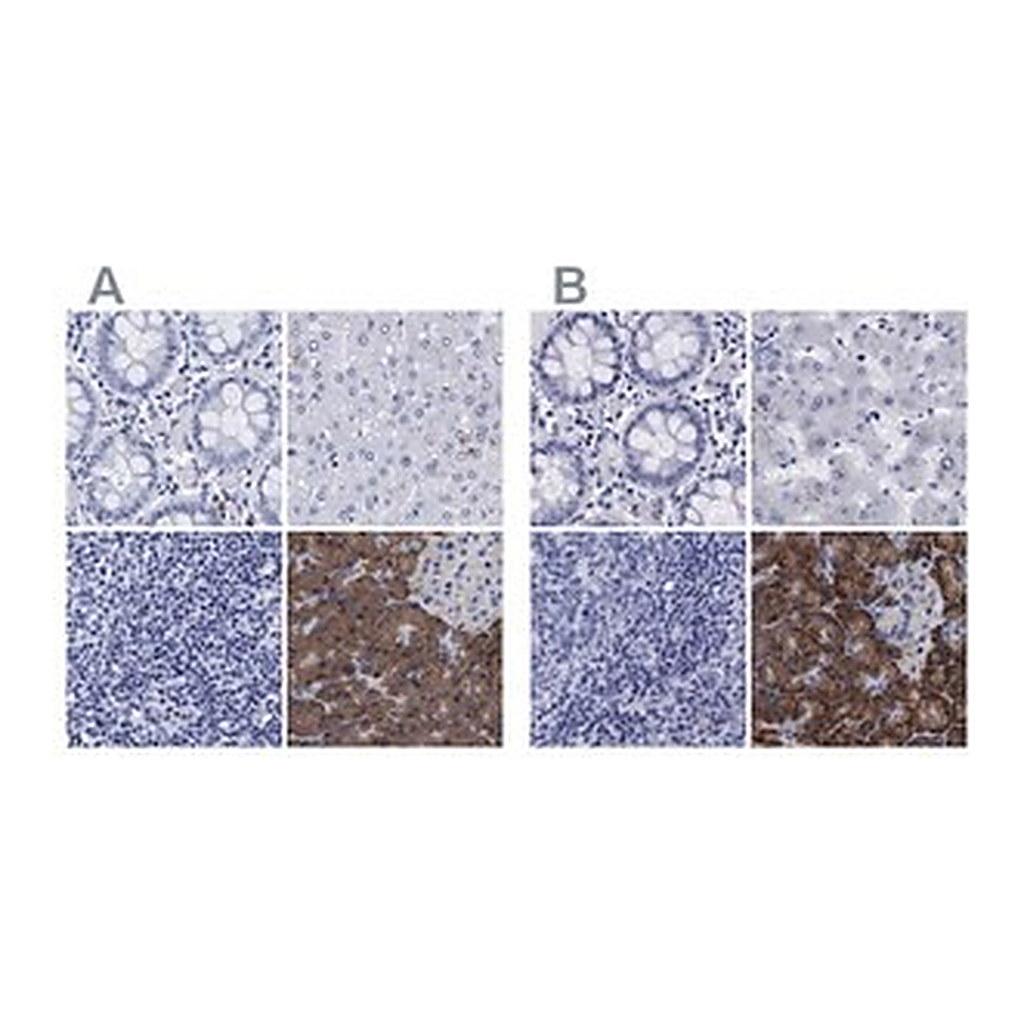 Merck Anti-ARSG antibody produced in rabbit