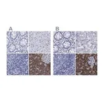 Merck Anti-ARSG antibody produced in rabbit