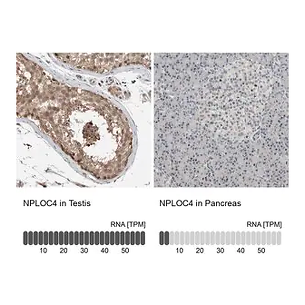 Merck Anti-NPLOC4 antibody produced in rabbit