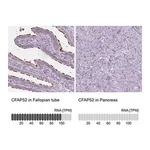 Merck Anti-CFAP52 antibody produced in rabbit