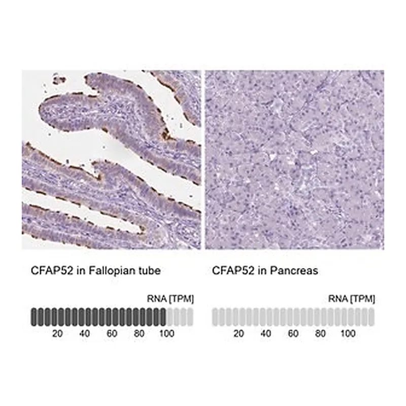 Merck Anti-CFAP52 antibody produced in rabbit