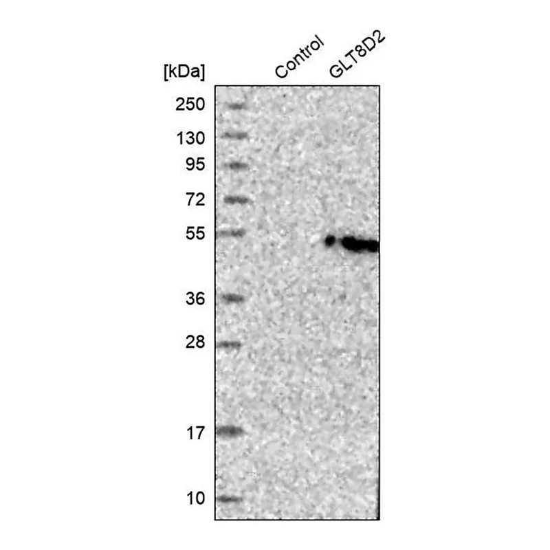 Merck Anti-GLT8D2 antibody produced in rabbit