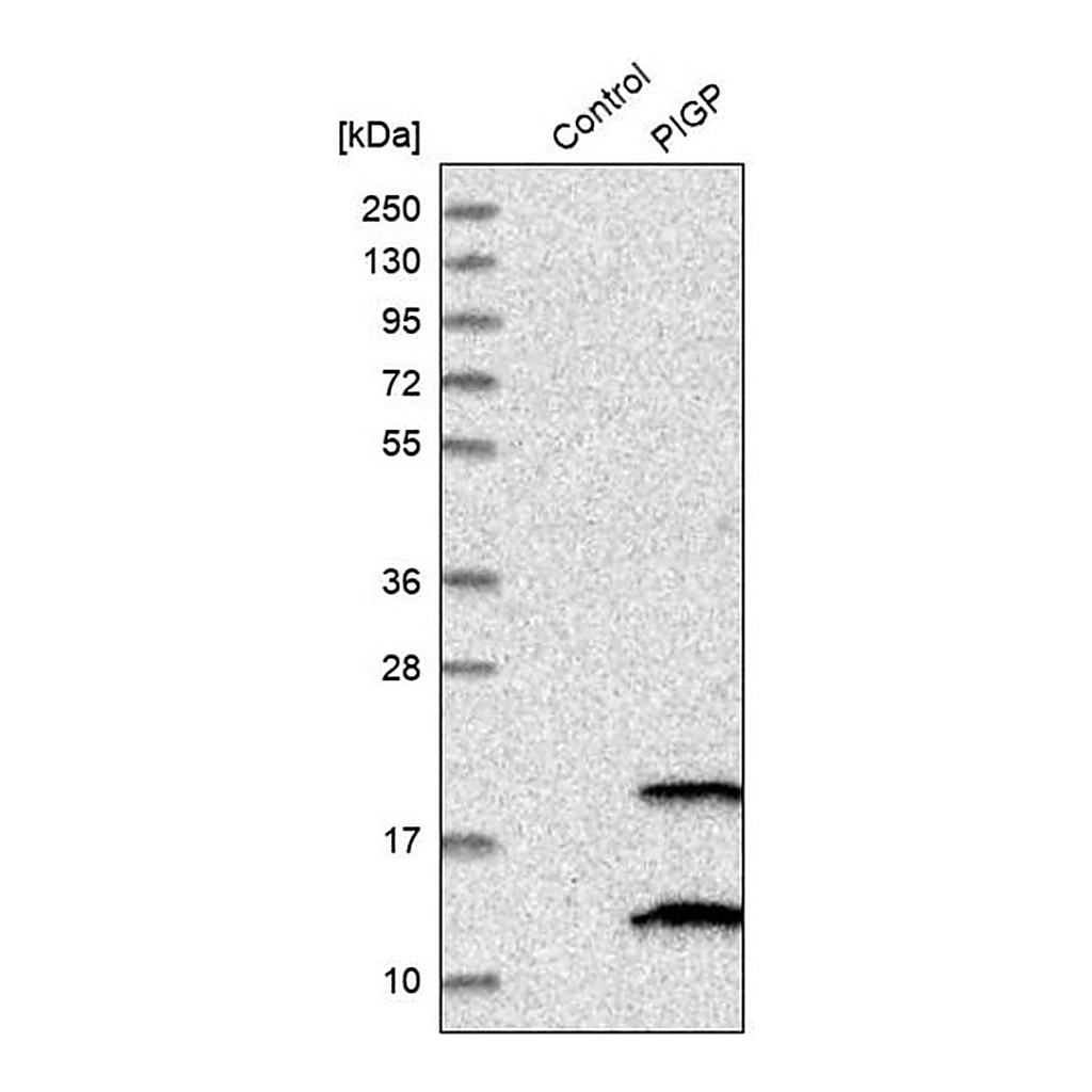 Merck Anti-PIGP antibody produced in rabbit