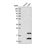 Merck Anti-PIGP antibody produced in rabbit