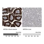 Merck Anti-KRT20 antibody produced in rabbit