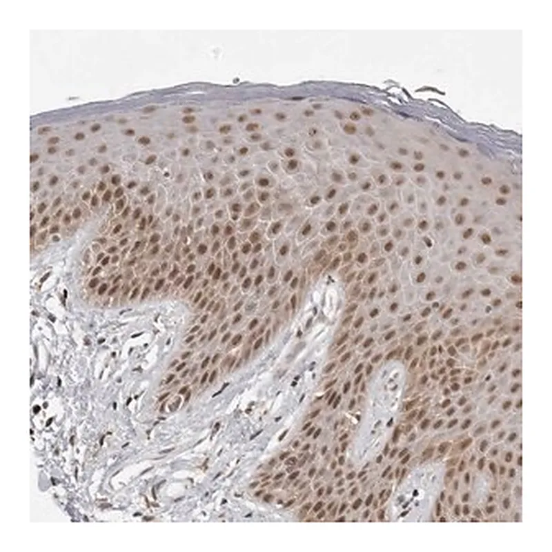 Merck Anti-PRDM10 antibody produced in rabbit