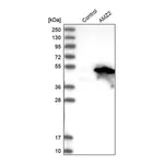 Merck Anti-AMZ2 antibody produced in rabbit