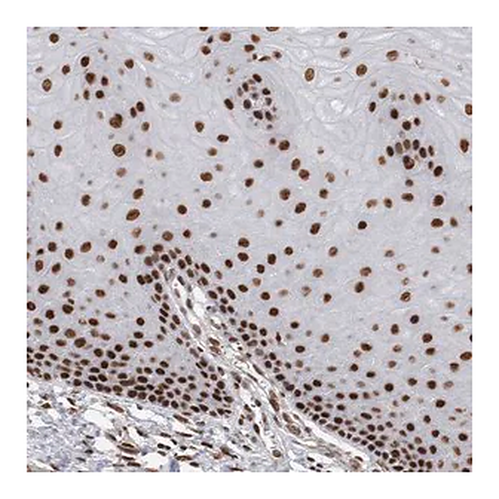 Merck Anti-EYA2 antibody produced in rabbit