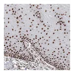 Merck Anti-EYA2 antibody produced in rabbit