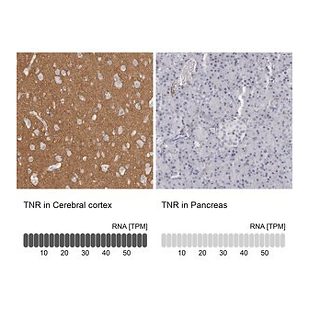 Merck Anti-TNR antibody produced in rabbit