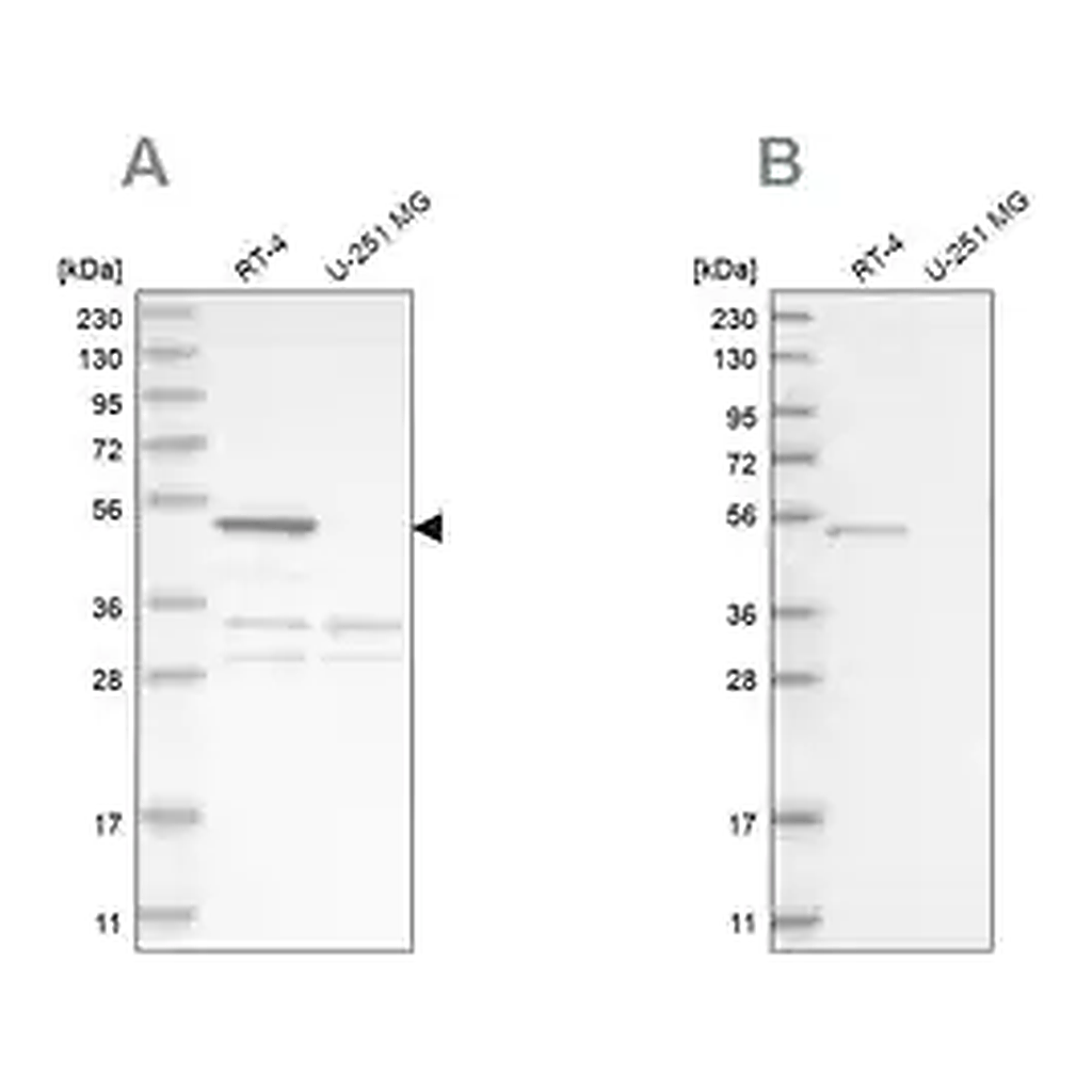 Merck Anti-SCP2 antibody produced in rabbit
