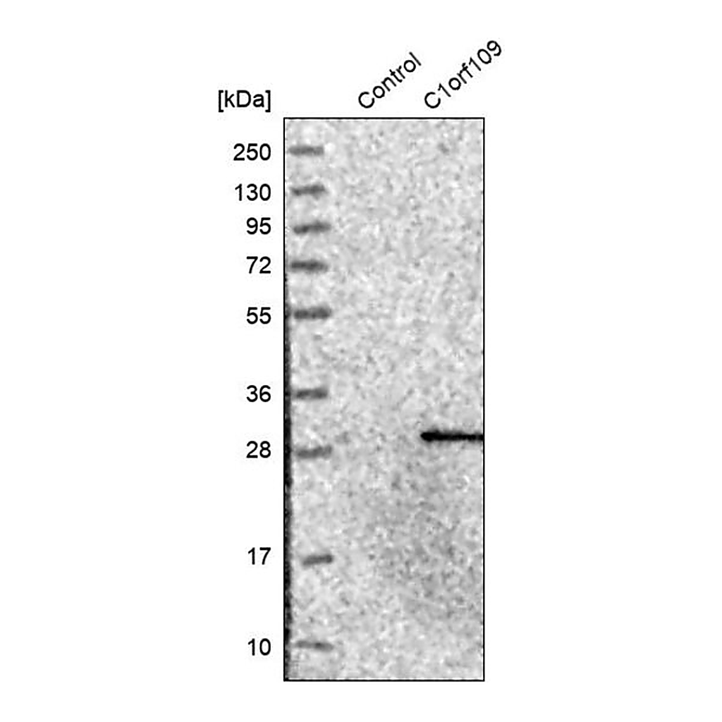 Merck Anti-C1orf109 antibody produced in rabbit