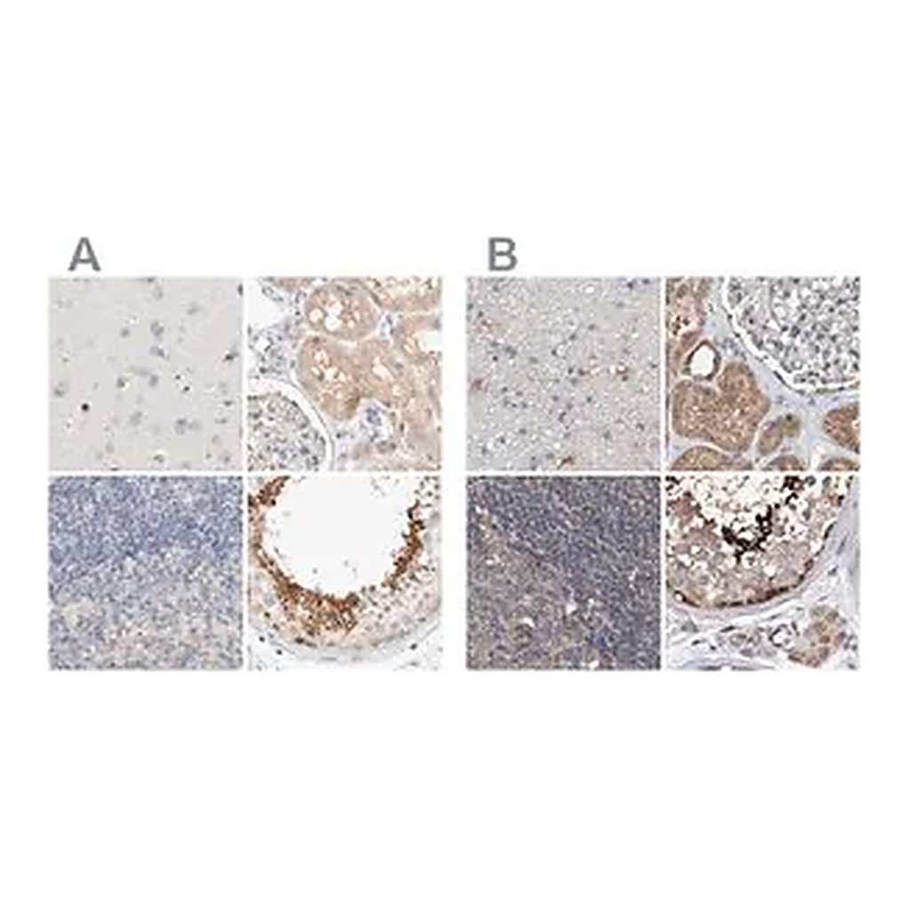 Merck Anti-SPATA20 antibody produced in rabbit