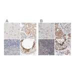 Merck Anti-SPATA20 antibody produced in rabbit