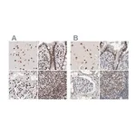 Merck Anti-RBM6 antibody produced in rabbit