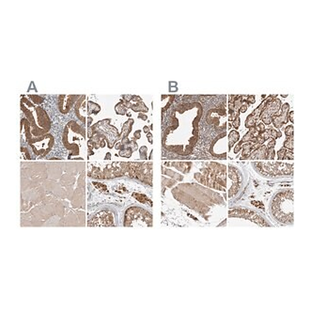 Merck Anti-KYAT3 antibody produced in rabbit