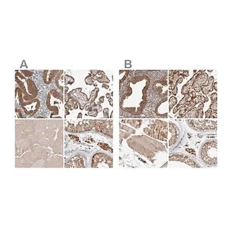 Merck Anti-KYAT3 antibody produced in rabbit