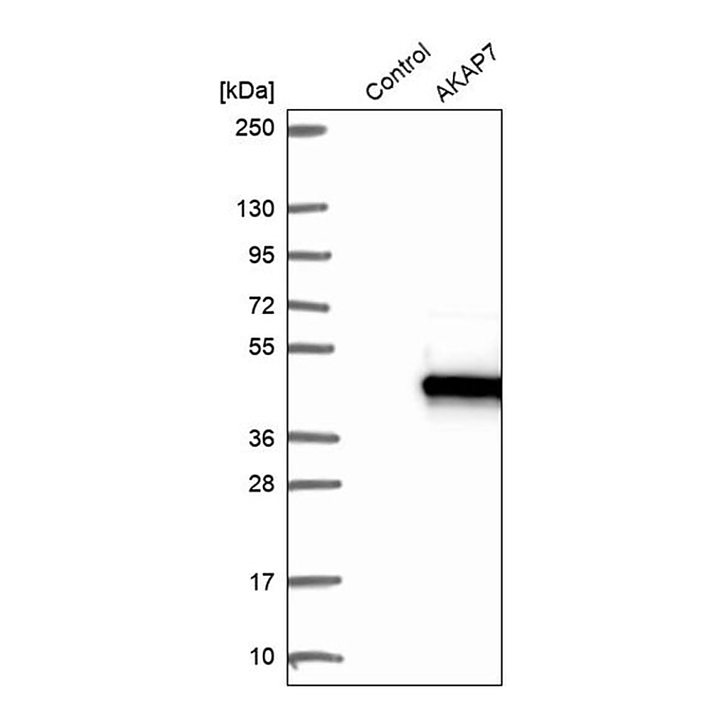 Merck Anti-AKAP7 antibody produced in rabbit