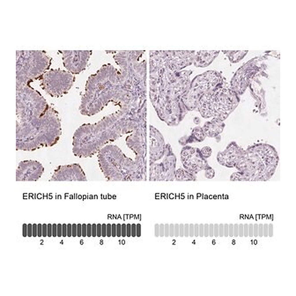 Merck Anti-ERICH5 antibody produced in rabbit