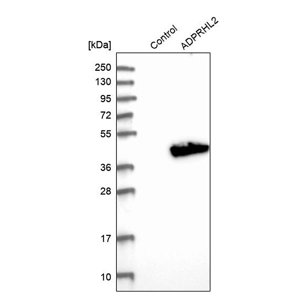 Merck Anti-ADPRHL2 antibody produced in rabbit