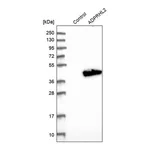 Merck Anti-ADPRHL2 antibody produced in rabbit