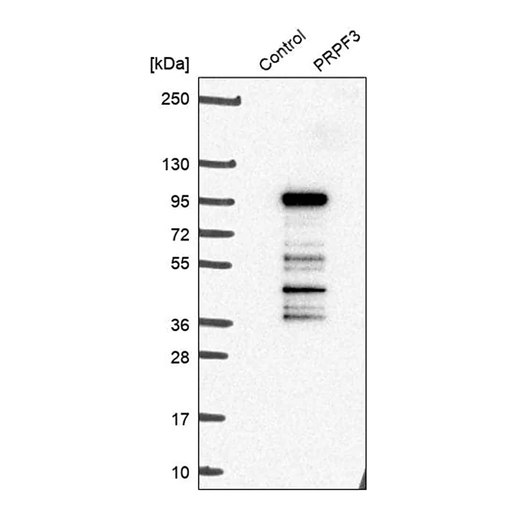 Merck Anti-PRPF3 antibody produced in rabbit