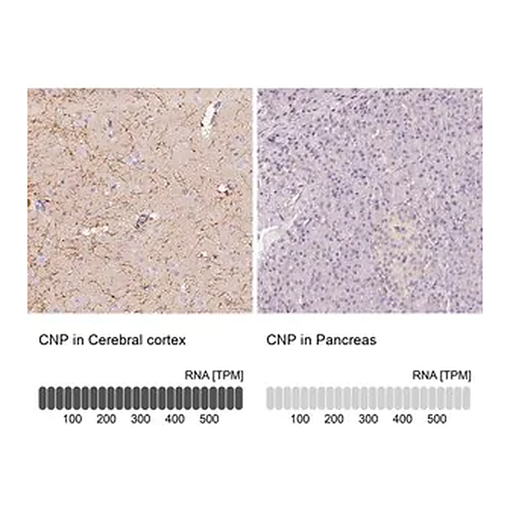 Merck Anti-CNP antibody produced in rabbit