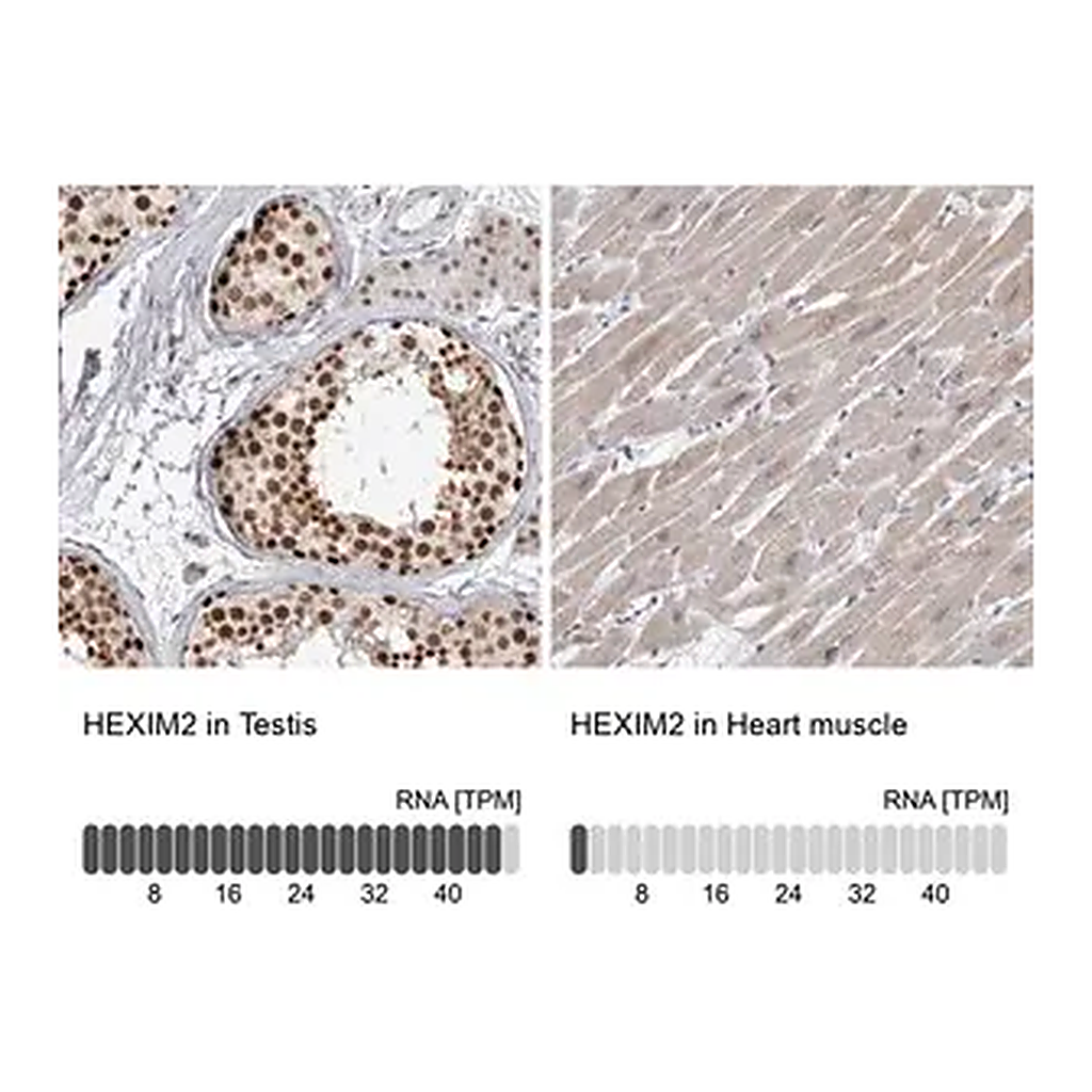 Merck Anti-HEXIM2 antibody produced in rabbit