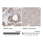 Merck Anti-HEXIM2 antibody produced in rabbit