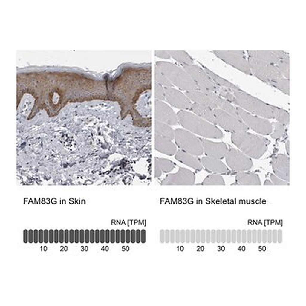 Merck Anti-FAM83G antibody produced in rabbit