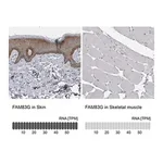 Merck Anti-FAM83G antibody produced in rabbit