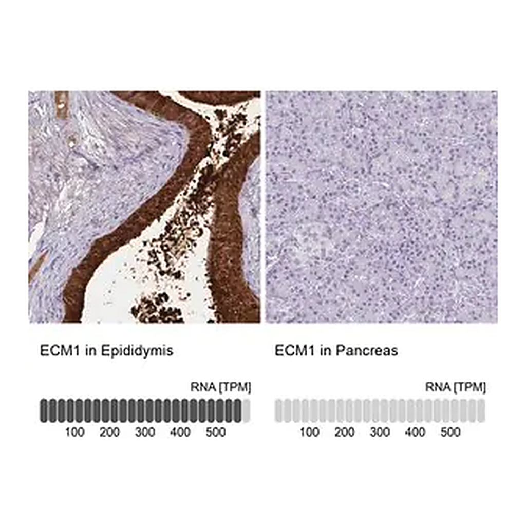 Merck Anti-ECM1 antibody produced in rabbit