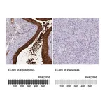 Merck Anti-ECM1 antibody produced in rabbit