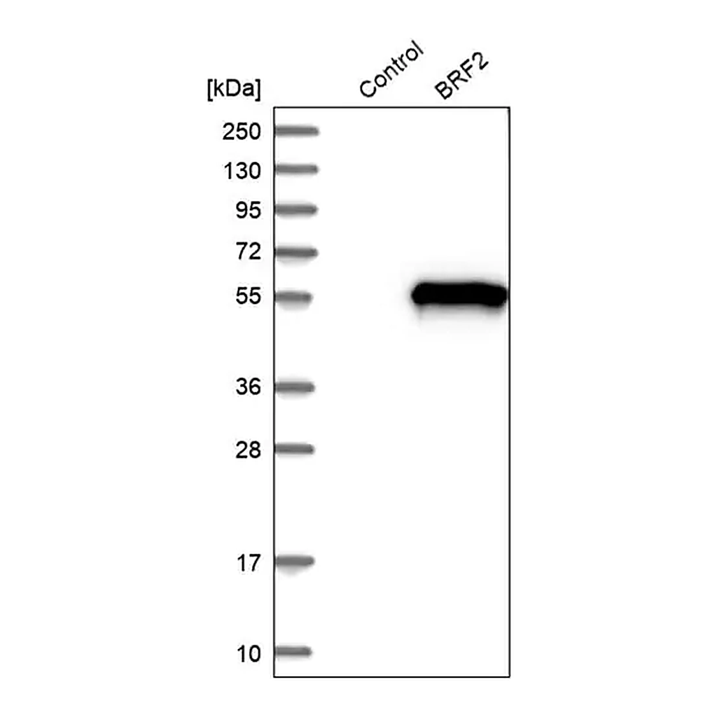 Merck Anti-BRF2 antibody produced in rabbit