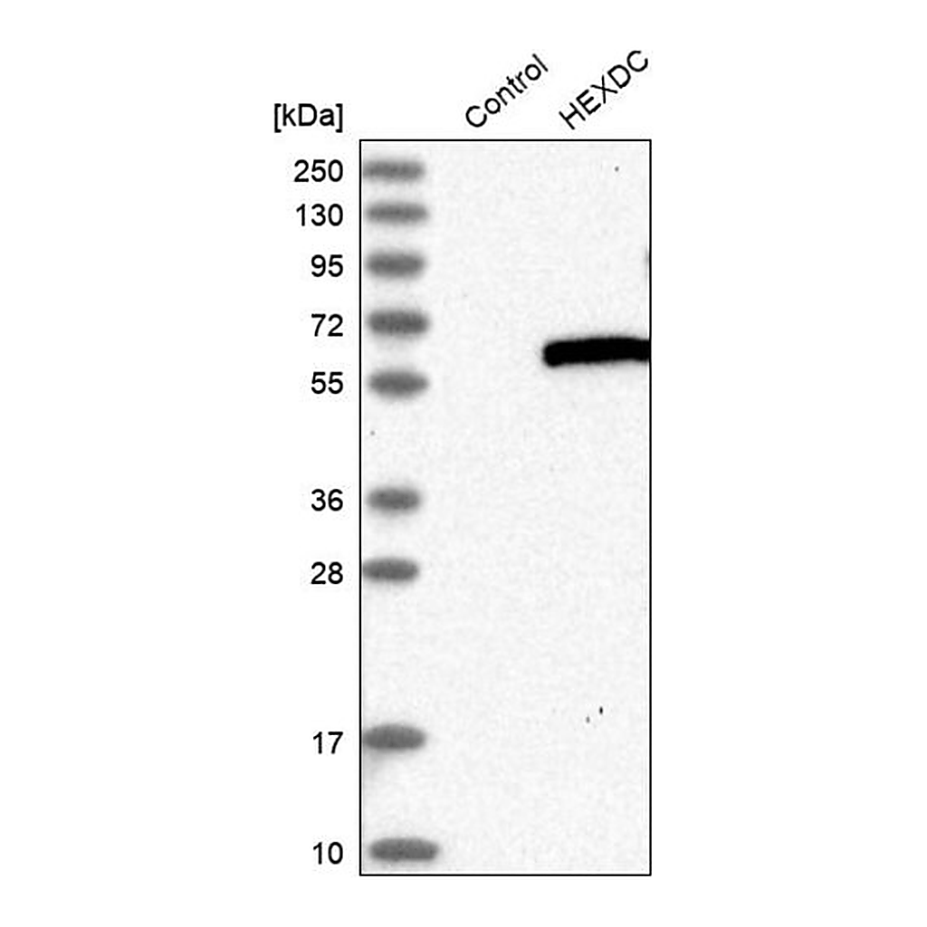 Merck Anti-HEXDC antibody produced in rabbit