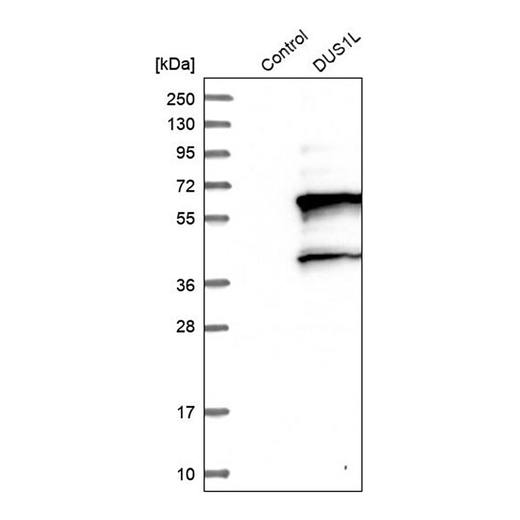 Merck Anti-DUS1L antibody produced in rabbit