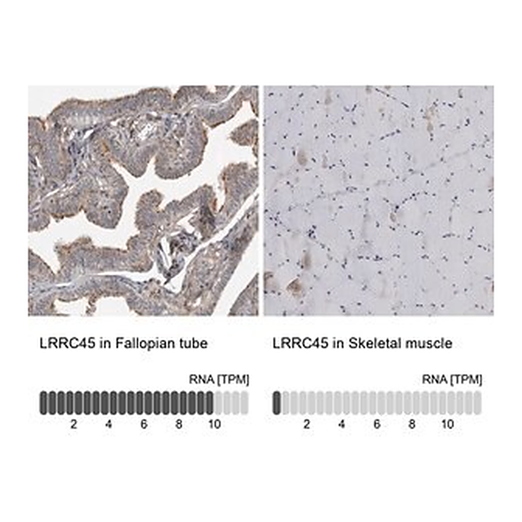 Merck Anti-LRRC45 antibody produced in rabbit
