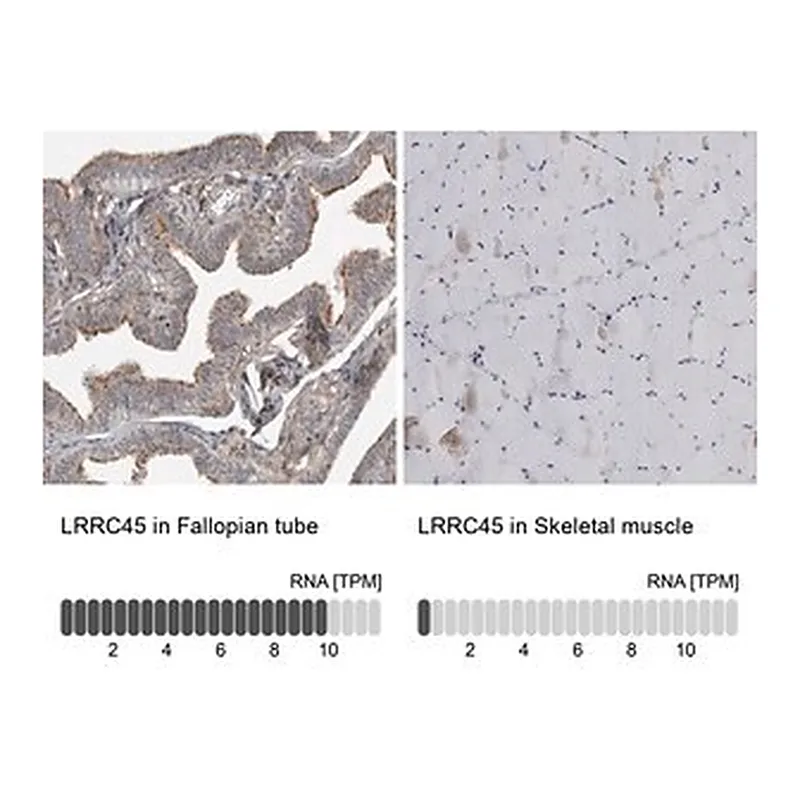 Merck Anti-LRRC45 antibody produced in rabbit