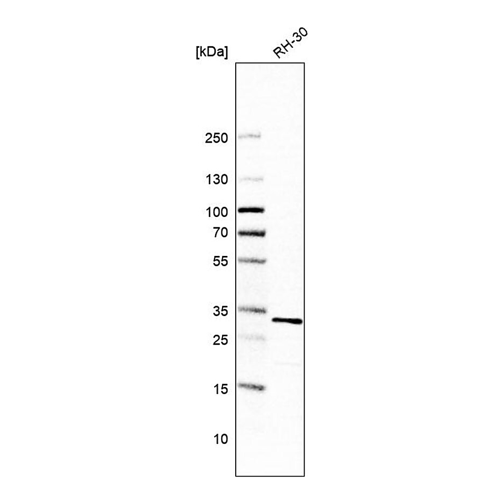 Merck Anti-CCDC43 antibody produced in rabbit