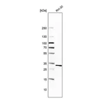Merck Anti-CCDC43 antibody produced in rabbit