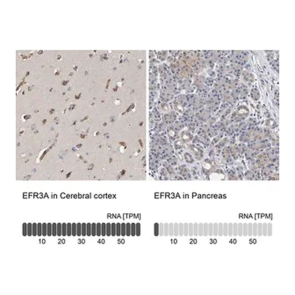 Merck Anti-EFR3A antibody produced in rabbit