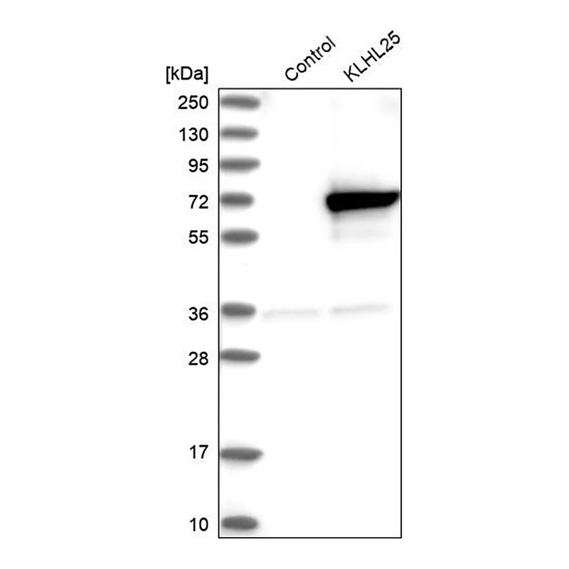 Merck Anti-KLHL25 antibody produced in rabbit