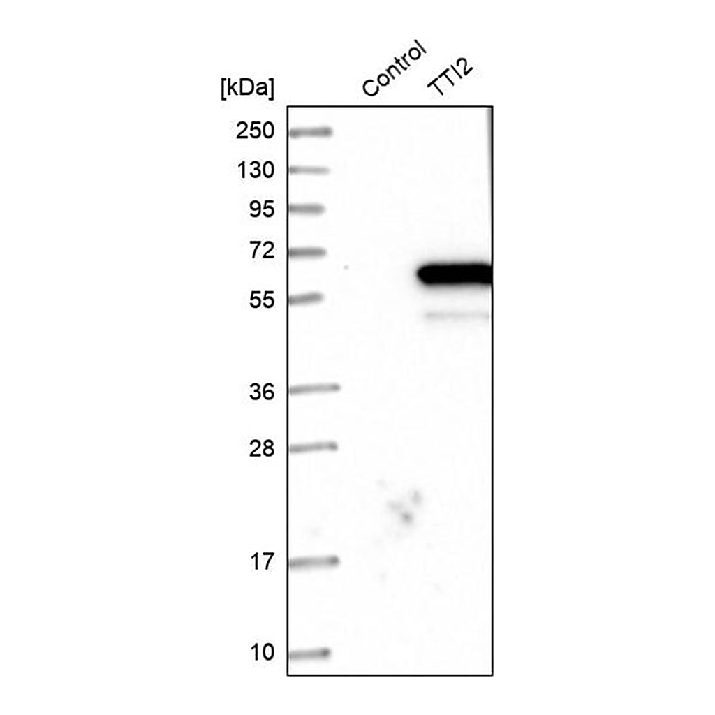 Merck Anti-TTI2 antibody produced in rabbit