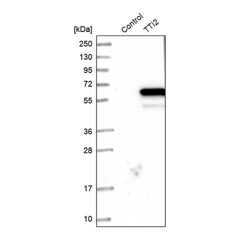 Merck Anti-TTI2 antibody produced in rabbit