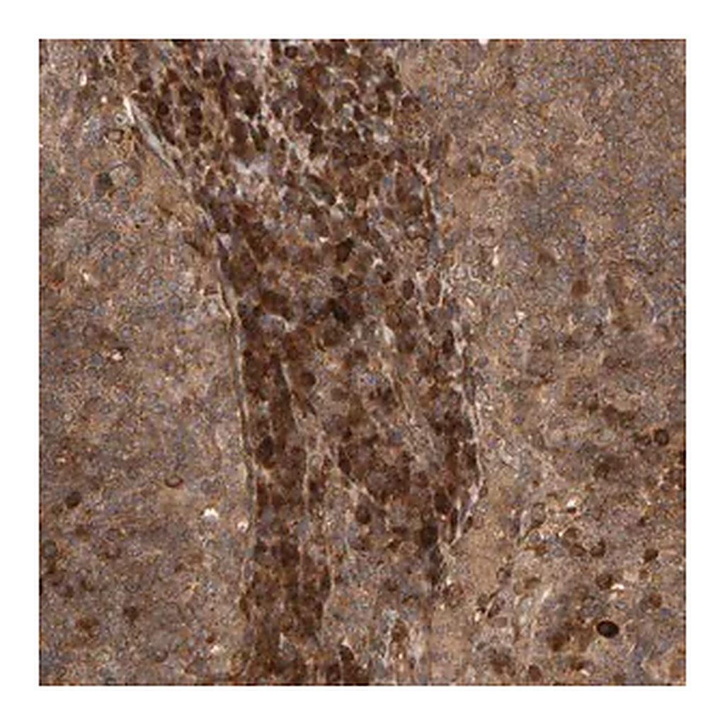 Merck Anti-ZFAND1 antibody produced in rabbit