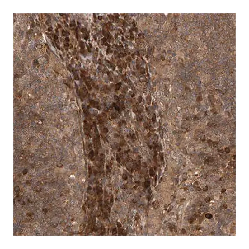 Merck Anti-ZFAND1 antibody produced in rabbit