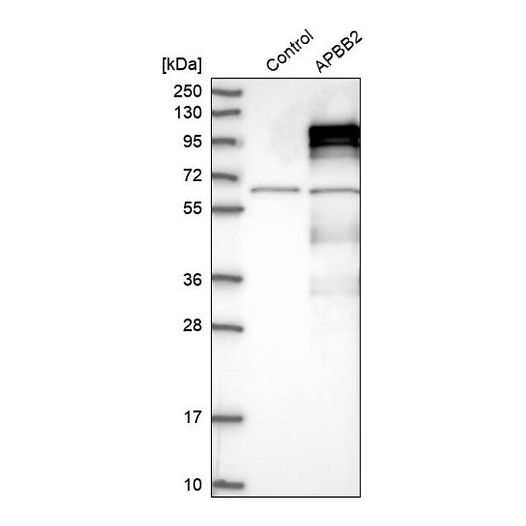 Merck Anti-APBB2 antibody produced in rabbit
