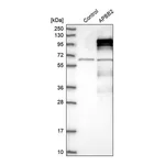 Merck Anti-APBB2 antibody produced in rabbit