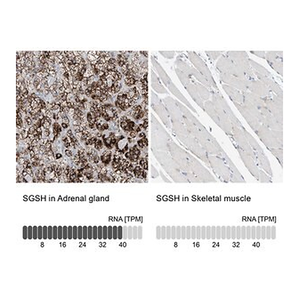Merck Anti-SGSH antibody produced in rabbit