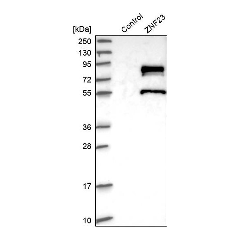 Merck Anti-ZNF23 antibody produced in rabbit